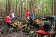 Dreh in den Mangroven an der Küste Kenias