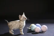 Katze