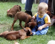 Beim Außenauslauf können sich sowohl die ca. 8 Wochen alten Welpen als auch Baby Daniele mal so richtig austoben.