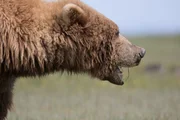 Braunbär in Alaska.