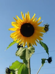 Der Querbeet-Garten im Mai. Im Bild: eine Sonnenblume.