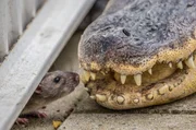 In der holländischen Hauptstadt Amsterdam leben nicht nur Menschen. Für viele Wildtiere sind Straßen genauso anziehend wie die unberührte Natur.