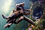 Octopus Camouflage