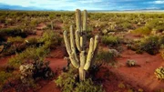 Sonora-Wüste: Der Riesen-Saguaro ist der größte Kaktus der Welt. Die stacheligen Giganten werden gut hundert Jahre alt, bis zu 16 Meter hoch und können mehrere Tonnen wiegen