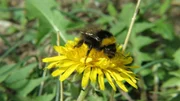 Die Königin eines Wiesenhummelvolkes.