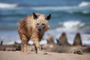 Hyänen sind Wüstenspezialisten. An der Skelettküste von Namibia legen sie bis zu 30 Kilometer am Tag auf der Suche nach Futter zurück.