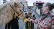 Plätzchen fürs Kamel bei der Weihnachtswanderung durch Leisnig