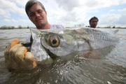 San Juan River, Nicaragua, Central America: A local fishing guide carefully handles the monster tarpon with gloved hands.