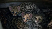 Ocelots
