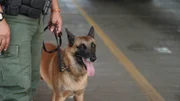 Falfurrias, Texas: A Border Patrol canine on duty is always ready to work.