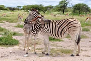 Zebras