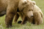 Grizzlybär hautnah