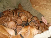 Die acht Wochen alten Ridgebackwelpen beim Gruppenkuscheln im Welpenhaus.