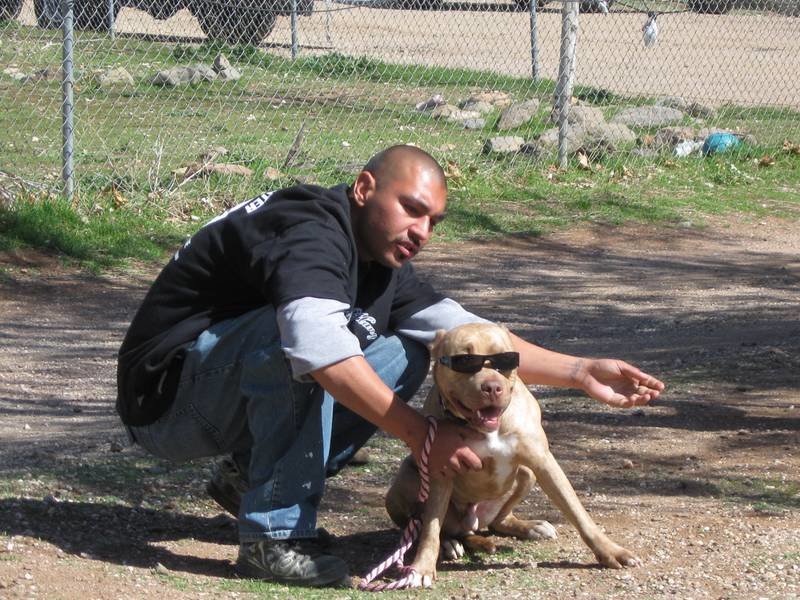 pitbulls auf bewährung pitbulls auf bewährung