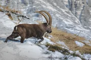 Steinbock
