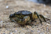 "harte Schale - empfindsames Wesen: Strandkrabbe"