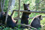 4 Monates alte Bären auf der Suche nach Futter. Orphaned Bear Rescue Centre, Bubonitsy, Russland