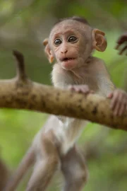 Gremlin