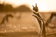 Im Windschatten der Anden liegt die trockene Seite Patagoniens, wer hier überleben will, muss besonders erfinderisch und robust sein ...