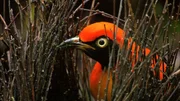 Goldlaubenvogel