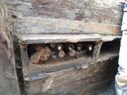 Ein Team von Archäologen konnte in einem ehemaligen Schützengraben des Ersten Weltkriegs in der belgischen Kleinstadt Mesen einen Schrank voller Stielgranaten bergen. Aufnahme vom Juni/August 2012