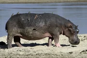 Dieses Nilpferd-Weibchen wurde von Löwen bei der Nahrungssuche überrascht. Gelb- und Rotschnabel-Madenhacker säubern die Wunden.