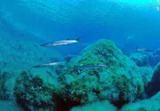 Unweit der Küsten Mallorcas gibt es unter Wasser eine fast unberührte Wildnis zu entdecken. Auf einer Tauchexpedition begegnet Reporter Jürgen Vogt Barracuda-Schwärmen und erlebt hautnah die Invasion einer Algenart, die im ganzen Mittelmeer Spuren hinterlässt. - Barracudas