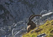 So folgt die Kamera zunächst im Engadiner Quellgebiet den Steinböcken (im Bild) und Schneehühnern. In den dunklen Schluchtwäldern stehen Uhu und Wasserfledermaus im Mittelpunkt. Um Biber, Fischotter und die großen Kolonien der Lachmöwen geht es schließlich, wenn die Reise in Schilfwälder und Auen voller Sandinseln und Weidendickichte führt.
