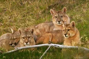 Puma-Familie