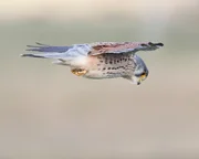 Turmfalke