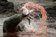 ARD/WDR ERLEBNIS ERDE, "Der Blaue Planet (6) - Extremwelt Küste", Ein Film von Miles Barton, am Montag (26.03.18) um 20:15 Uhr im ERSTEN. Junge Seelöwen fressen Gelbflossenthunfische besonders gern, Sie liefern fünfmal mehr Eiweiß als Sardinen.
