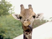Bild 3 Giraffen sind die liebsten Tiere von Tierpfleger Rainer Brak.
