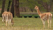 Tierpark Berlin: Großaktion bei den Vikunjas