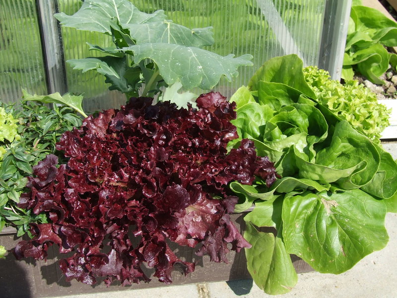 Querbeet / Querbeet durchs Gartenjahr Bilder (Seite 3