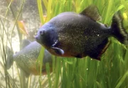 Sind die Piranhas wirklich so gefährliche Tiere wie immer behauptet wird?.