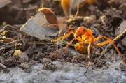 Die Arbeiterinnen haben zahlreiche Aufgaben zu erfüllen: das Ameisennest bauen, Beutetiere jagen, die größer sind als sie selbst, die Königin füttern und je nach Temperatur und Feuchtigkeit im Ameisenbau die Larven von einem Ort zum anderen transportieren.