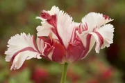 Tulpe vom Keukenhof (Niederlande)