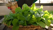 Leckeres Wintegemüse: Rucola.