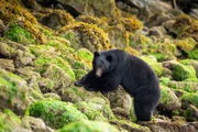 Ein Schwarzbär an der Küste von Vancouver Island, Kanada.