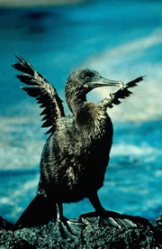 Ein flugunfähiger Kormoran trocknet sich, nach einem Sprung in den Ozean, in der Sonne.