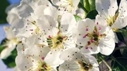 Mostblüte.
