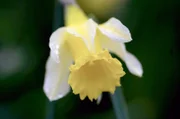 Ein Teppich blauer Blumen: Das Atlantische Hasenglöckchen wächst in kühlen, nährstoffreichen Wäldern.