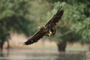 HUNGARY: Young white tailed eagles (Haliaetus  albicilla) stay over three months  in the nest and are fed by their parents. Afterwards they start to hunt on their own.   (Photo credit: © Doclights GmbH / NDR Naturfilm /Frigyes Olma )