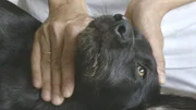 Ebbi, eine 7 Monate alte Mischlingshündin wird nach einem Zeckenstich in der Tierklinik behandelt.