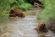 Bears playing in the creek.