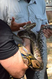A large python in Thailand