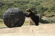 Brad during rolling cage challenge.