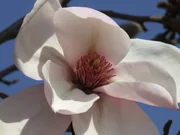 Im Magnoliengarten an der Rott.