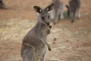 Eastern grey kangaroo joey.