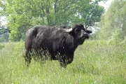 Büffelkuh.